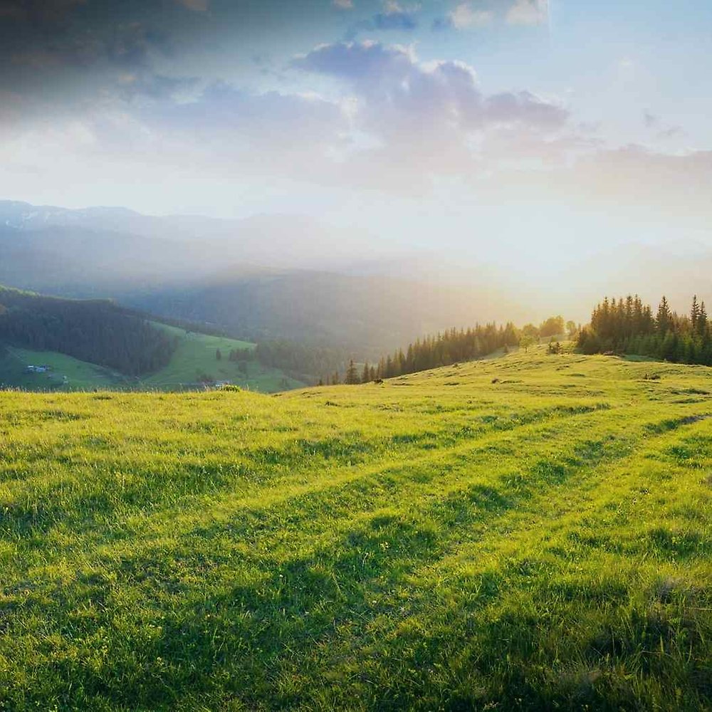 Grüne Wiese und Sonnenschein